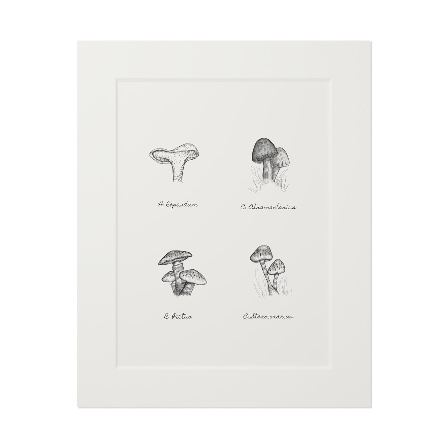 Mushroom Medley Fine Art Prints (Passepartout Paper Frame)