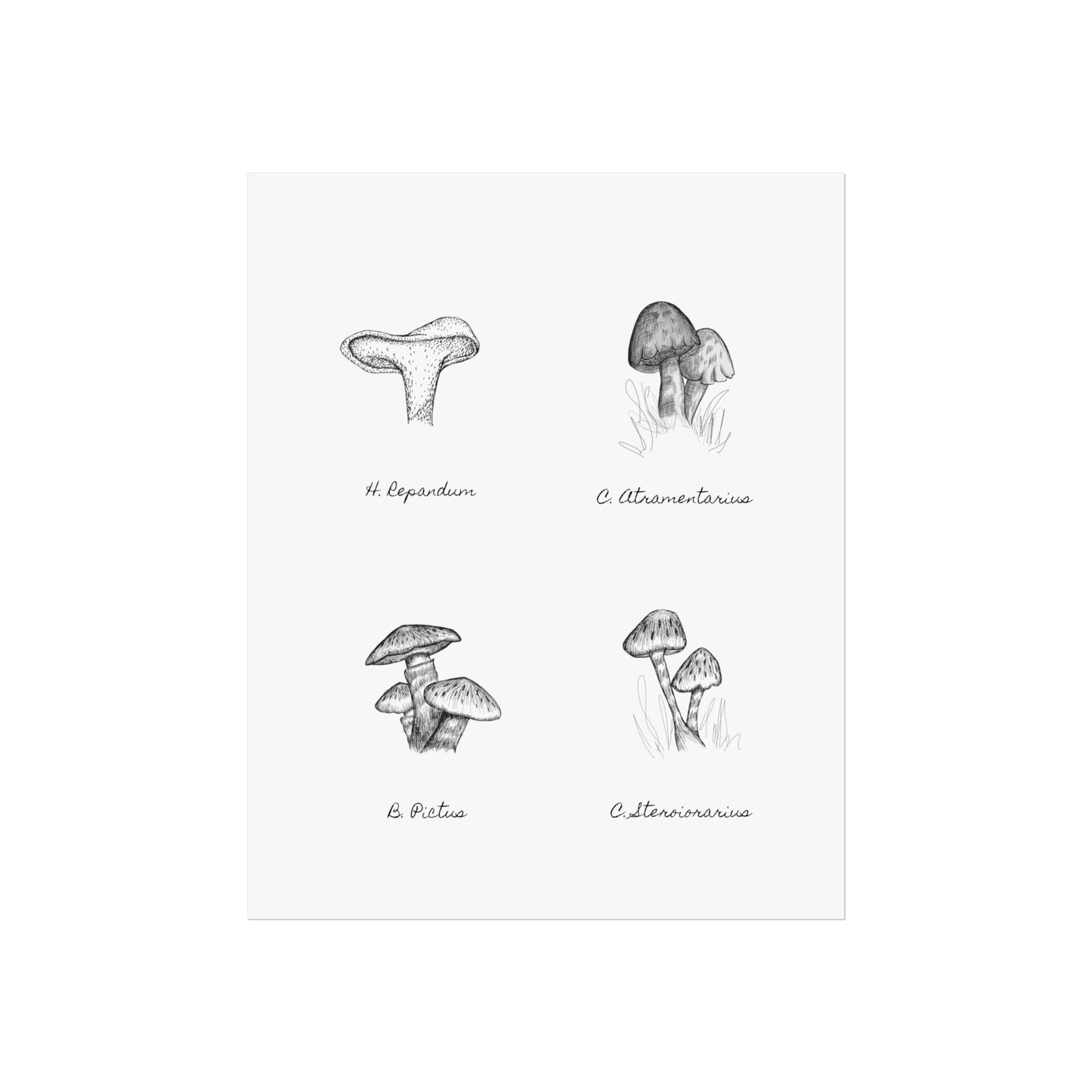 Mushroom Medley Fine Art Poster