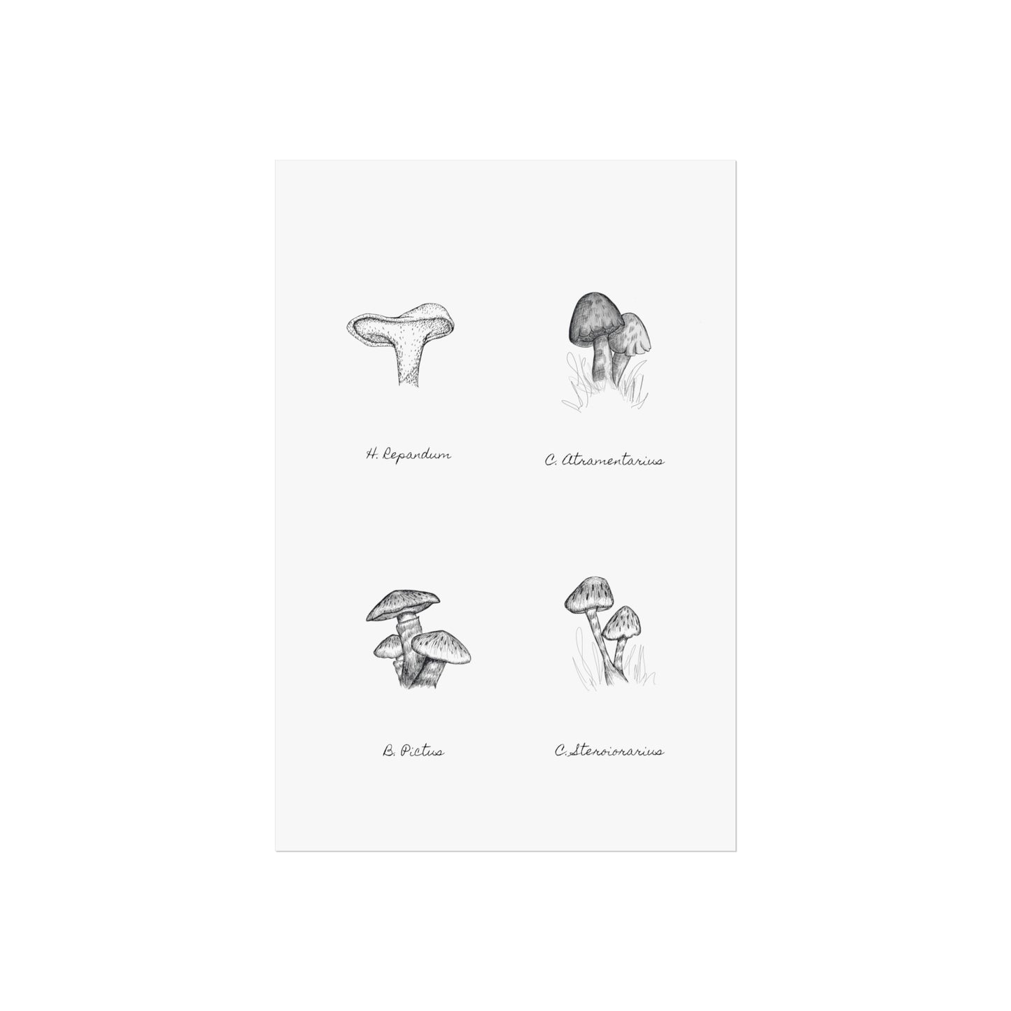 Mushroom Medley Fine Art Poster