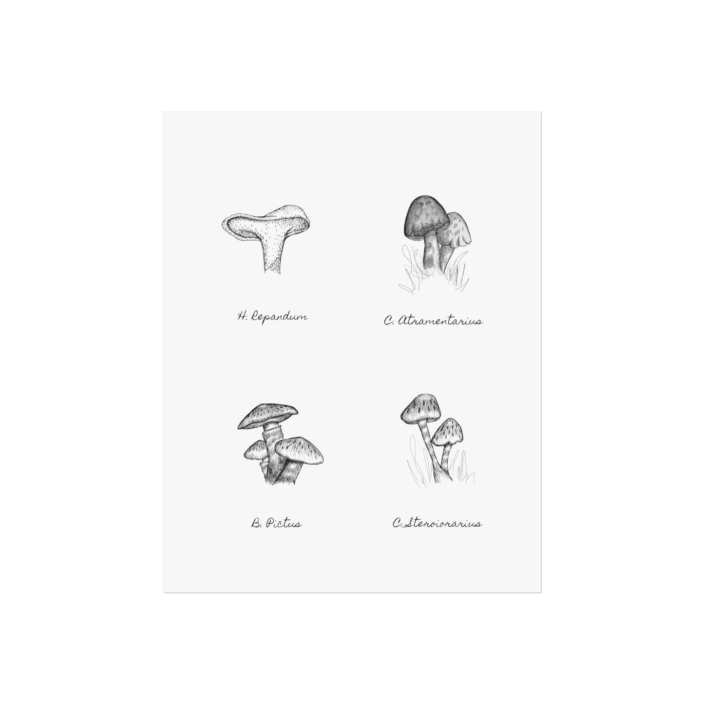 Mushroom Medley Fine Art Poster